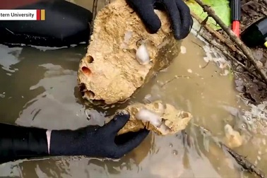 Phát hiện thấy loài sinh vật ăn đá, bài tiết ra cát