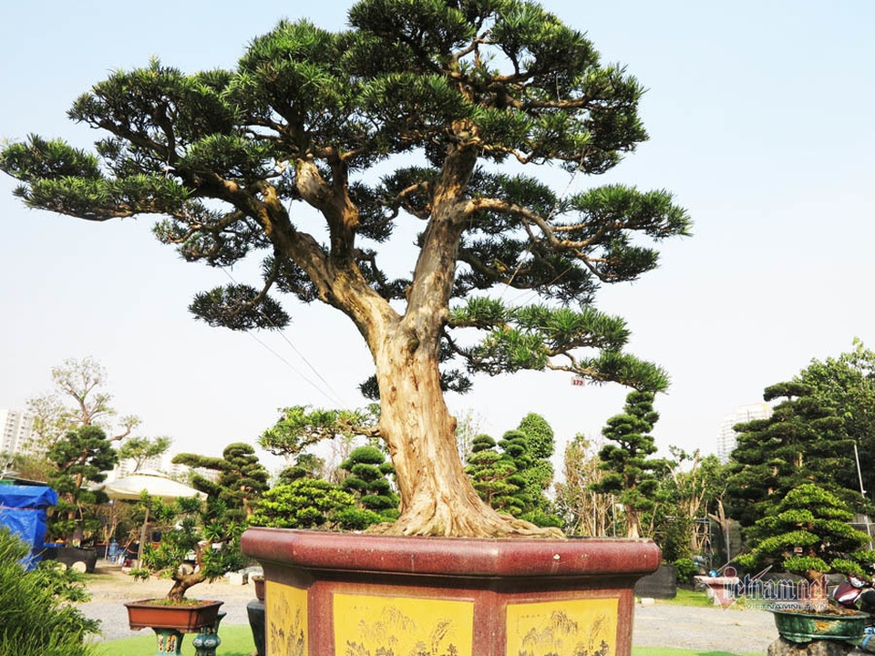 Cây tùng chơi Tết giá 6 tỷ đồng của anh nông dân Bình Định - 1 Cây tùng chơi Tết giá 6 tỷ đồng của anh nông dân Bình Định - 1