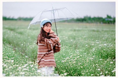 Bạn trẻ đổ xô đến vườn cúc họa mi “độc nhất” Nam Định chụp ảnh