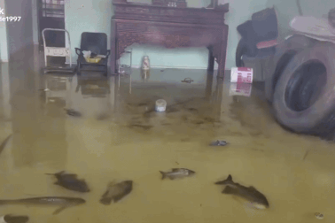 Đàn cá bơi trong nhà giữa mùa lũ, gia chủ ở Bắc Ninh tiết lộ lý do bất ngờ