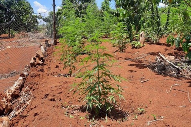 Người đàn ông trồng hơn 1.000 cây cần sa trong rẫy vắng