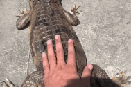 Nghịch dại vuốt ve cá sấu, người đàn ông nhận ngay cái kết "đắng"