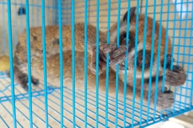 Người dân ở TPHCM giao nộp cu li quý hiếm cho kiểm lâm