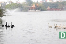 "Thiên nga có thể sinh sản tự nhiên ở Hồ Gươm"