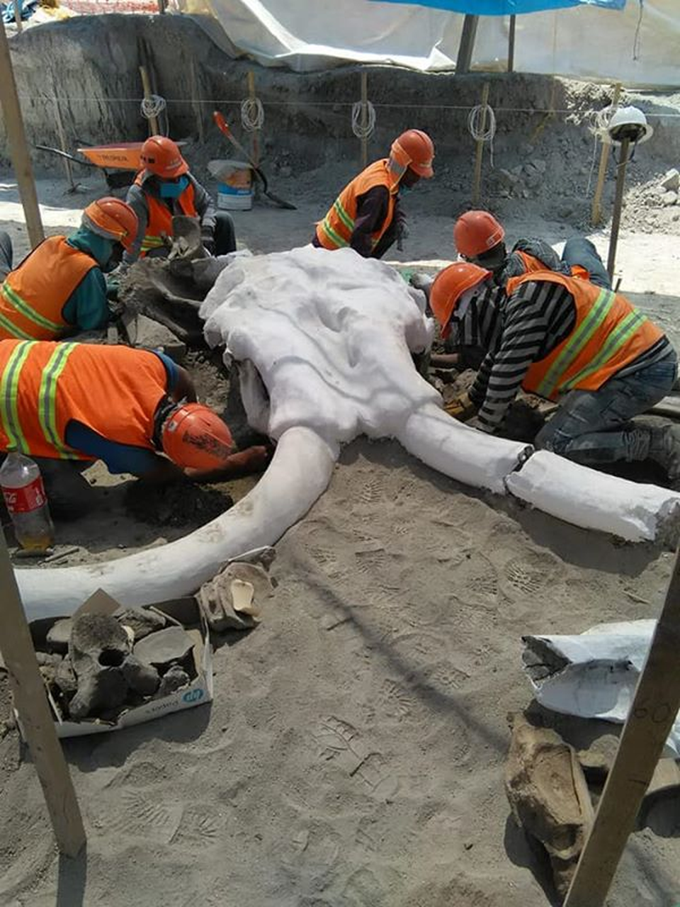 Phát hiện thêm nhiều bộ xương voi ma mút bên dưới sân bay Mexico - 2