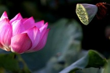 Thu tiền triệu/ngày từ đầm sen lạ: "Khùng mà vậy ai chả muốn khùng"