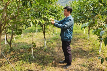 Kỹ sư "bỏ phố về rừng" trồng loại cây hái hoa bán giá chục triệu đồng/kg