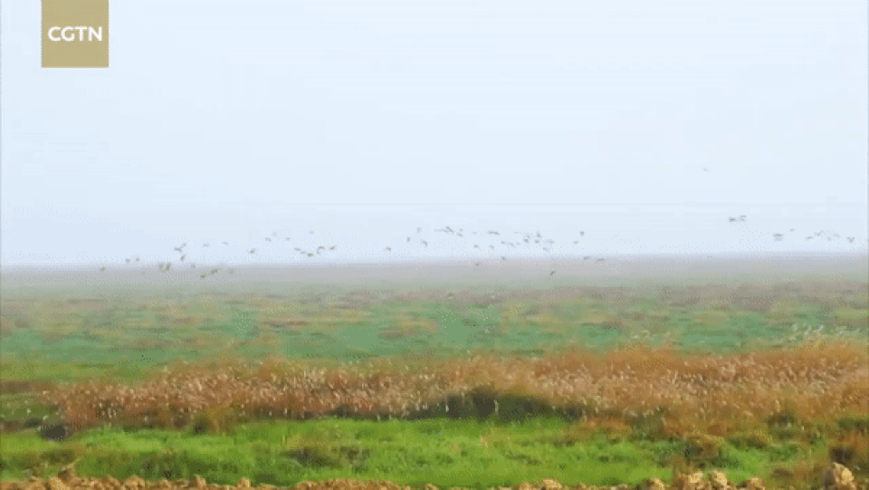 Cầu tre dài nhất thế giới, làm từ 66.000 tấm ván tre - 2