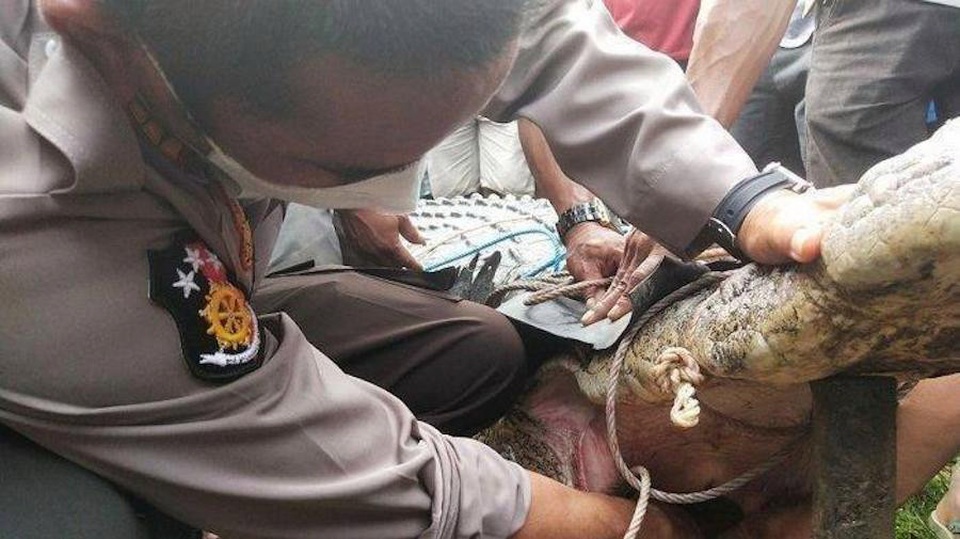 Bắt cá sấu không… răng dìm chết thiếu nữ 17 tuổi - 2 Bắt cá sấu không… răng dìm chết thiếu nữ 17 tuổi - 2