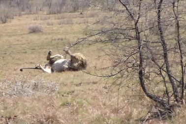 Sốc với khoảnh khắc sư tử đực lên cơn co giật khi đang săn mồi