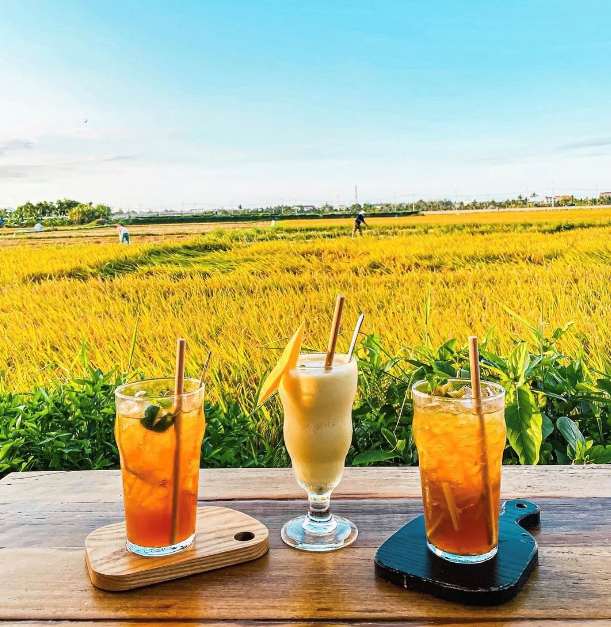 2 quán cà phê view cánh đồng bất tận, quanh năm thơm mùi lúa ở Hội An - 6 2 quán cà phê view cánh đồng bất tận, quanh năm thơm mùi lúa ở Hội An - 6