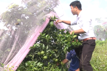 Nghệ An: Sâu, bọ cũng phải phát "khóc" với cam “mắc màn”