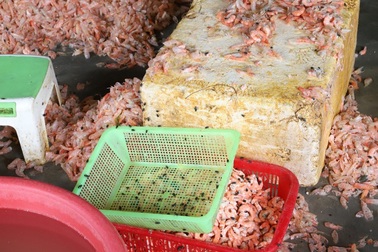 Bắt quả tang cơ sở chế biến tôm hôi thối để tuồn ra thị trường