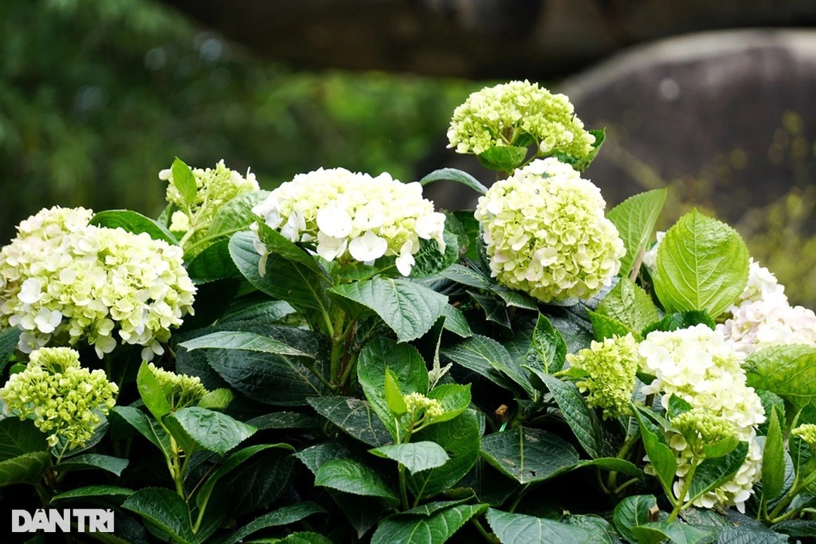 Giới trẻ thỏa sức sống ảo với đường hoa tình yêu trên đỉnh Trường Lệ - 8 Giới trẻ thỏa sức sống ảo với đường hoa tình yêu trên đỉnh Trường Lệ - 8
