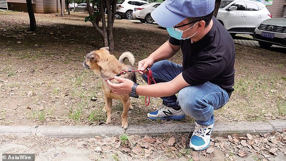Cảm động chú chó đợi chủ đã qua đời tại bệnh viện ròng rã 3 tháng - 2 Cảm động chú chó đợi chủ đã qua đời tại bệnh viện ròng rã 3 tháng - 2