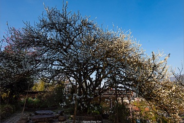 Chiêm ngưỡng cây mận hậu đại thụ quý hiếm, cho cả nửa tấn quả ở Sa Pa