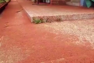 Cuộc di cư ấn tượng của hàng triệu con cua đỏ