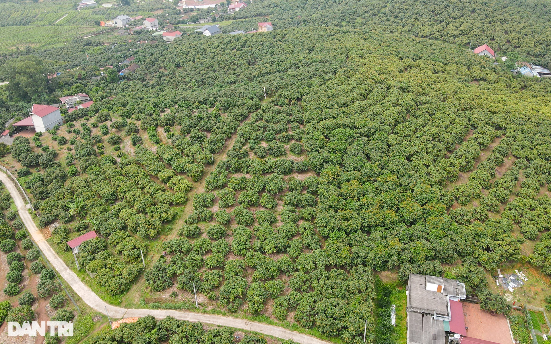 Thủ phủ vải sớm Tân Yên được mùa, người dân phấn khởi thu hoạch - 1 Thủ phủ vải sớm Tân Yên được mùa, người dân phấn khởi thu hoạch - 1