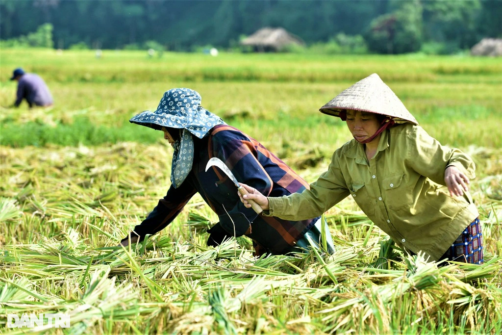 Người vùng cao băng rừng, vượt suối gùi mùa vàng về bản - 3 Người vùng cao băng rừng, vượt suối gùi mùa vàng về bản - 3