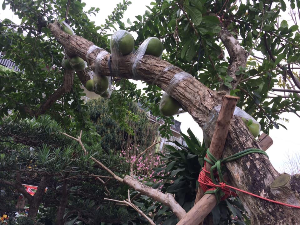 Đào tiên đại thụ khách trả 100 triệu đồng chủ chưa bán - 2 Đào tiên đại thụ khách trả 100 triệu đồng chủ chưa bán - 2