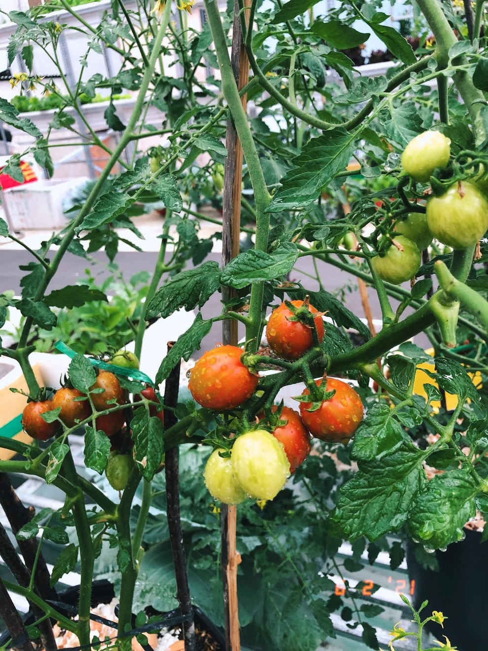 Chàng trai Sài Gòn biến mái nhà bếp thành vườn xanh mát tặng mẹ - 6