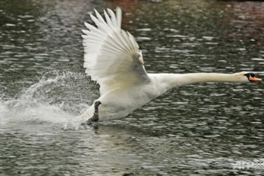 Cảnh sát Anh điều tra vụ thiên nga của Nữ hoàng bị làm thịt
