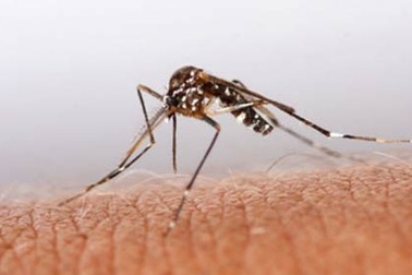 Tê liệt sau khi bị muỗi đốt