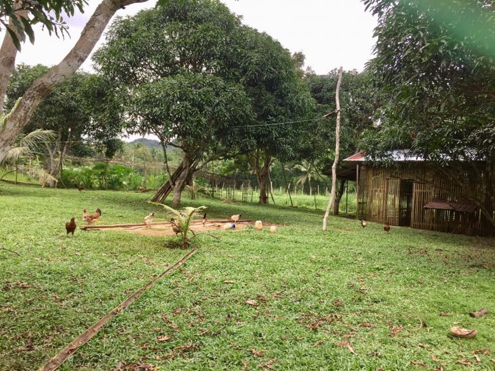 Thừa kế trang trại của mẹ, vợ chồng nuôi gà và thả cá sống tự cung tự cấp - 5