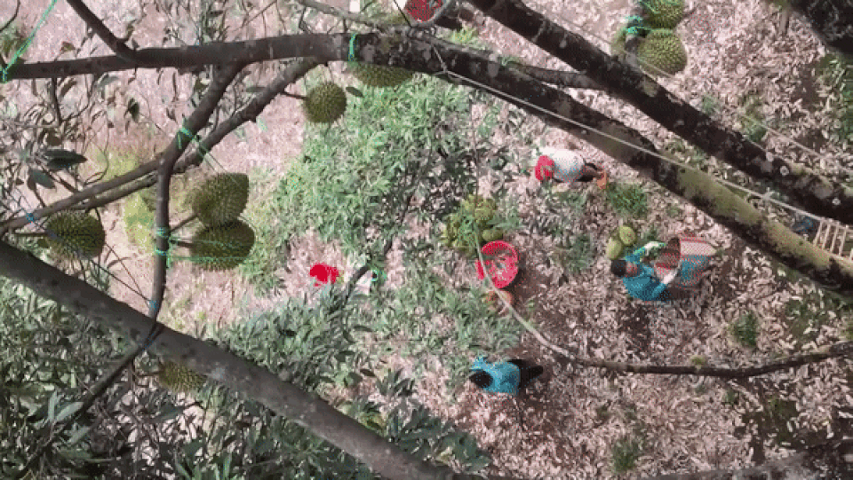 Cảnh thu hoạch sầu riêng ở Việt Nam khiến nhiều người xem giật thót tim - 3