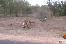 Linh dương tử chiến với chó hoang dù bị xé toạc gần hết