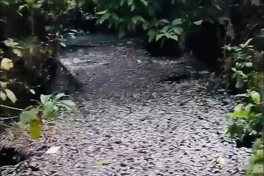 Kinh hãi nước trong kênh hào Thành Cổ đột ngột chuyển đen như mực!