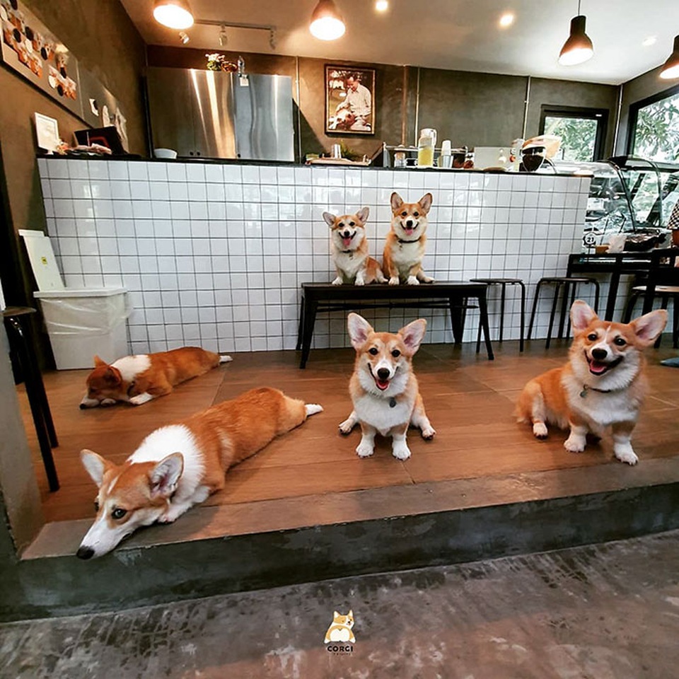 Quán cà phê toàn nhân viên 4 chân biết mua vui, lấy lòng khách ở Bangkok - 2 Quán cà phê toàn nhân viên 4 chân biết mua vui, lấy lòng khách ở Bangkok - 2