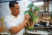 Bỏ việc nghìn đô la, kỹ sư về làm bonsai "bất tử" bán cho đại gia