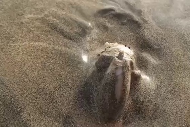 Video ốc biển nuốt sống cua trong vài phút