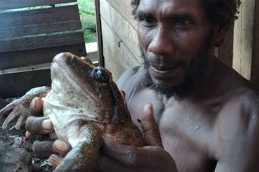 Cận cảnh ếch "khổng lồ" to gần như đứa trẻ