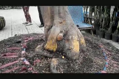 Cận cảnh cây mai vàng "khủng" ở chợ hoa Cần Thơ