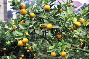 Rét tăng cường, dân lo quất, hoa “đón” Tết muộn