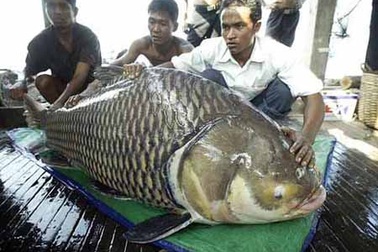 Đánh giá không đầy đủ sẽ gây tổn hại các loài cá ở sông Mê Công