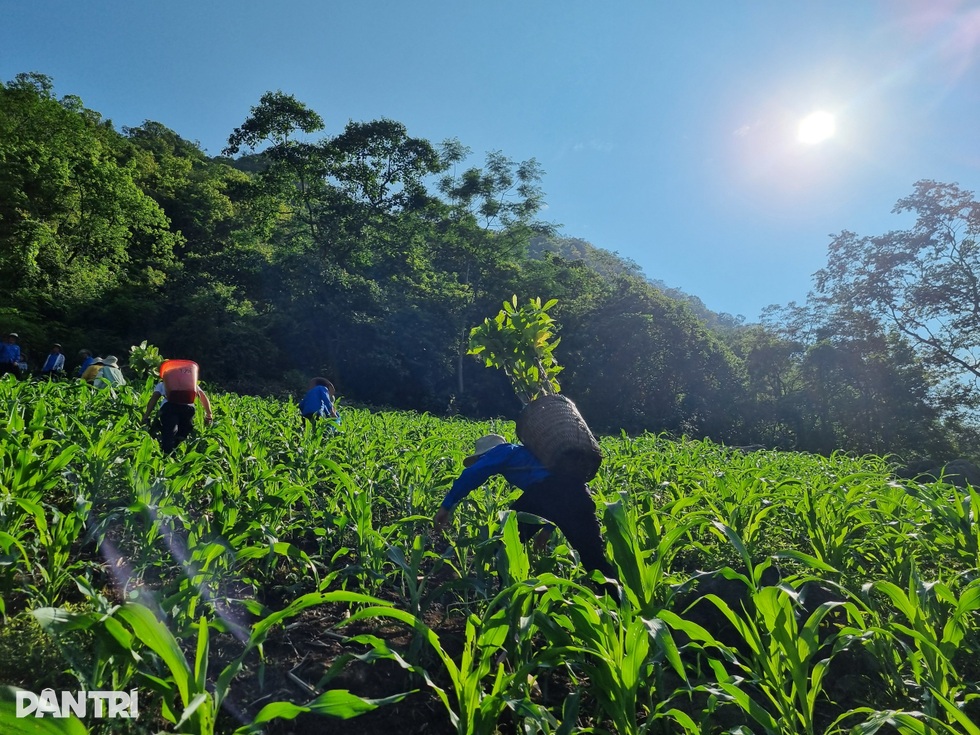 Người trẻ vượt non cao nắng cháy, vào rừng làm nhà cho vượn đen má trắng - 4 Người trẻ vượt non cao nắng cháy, vào rừng làm nhà cho vượn đen má trắng - 4