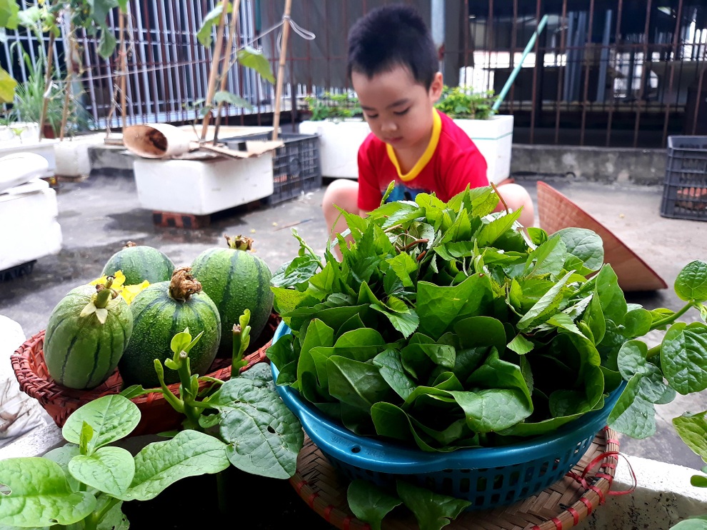 Vườn nhỏ cái gì cũng có trên sân thượng của mẹ đảm Hà Nội - 6 Vườn nhỏ cái gì cũng có trên sân thượng của mẹ đảm Hà Nội - 6