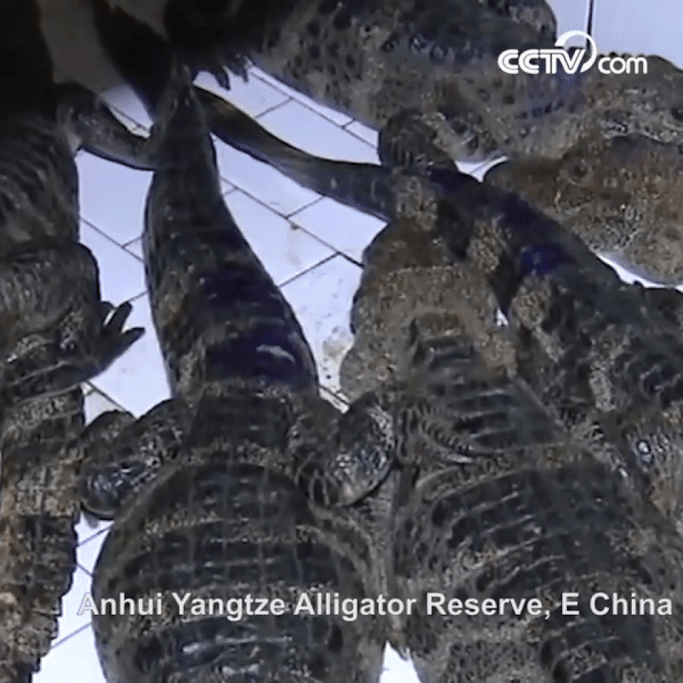 Hơn 14.000 con cá sấu tỉnh giấc sau kỳ ngủ đông - 1 Hơn 14.000 con cá sấu tỉnh giấc sau kỳ ngủ đông - 1