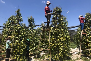 Giá tiêu tăng mạnh, chủ vườn "rốt ráo" thuê thêm người thu hoạch