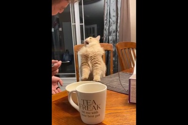 Biểu cảm của chú mèo lần đầu nếm thử kem lạnh