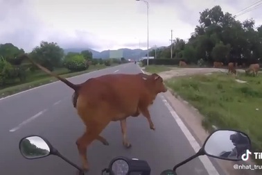 Bò thả rông gây tai nạn cho người đi đường