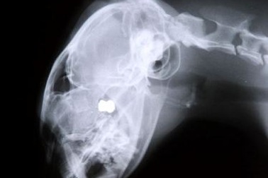 Bị đạn bắn xuyên đầu vẫn không chết