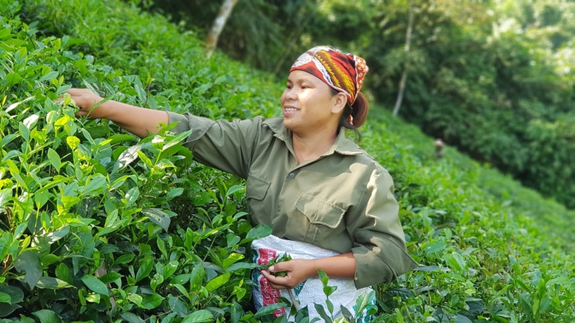 Hành trình bỏ phố về rừng, trồng chè sạch của những người trẻ - 4 Hành trình bỏ phố về rừng, trồng chè sạch của những người trẻ - 4