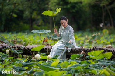 Loại hoa "chưa cần hái đã thu tiền về" đang giúp nông dân Việt trúng lớn