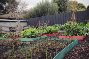 Muốn tự cung tự cấp thực phẩm, người đàn ông làm khu vườn rau, trái sum suê