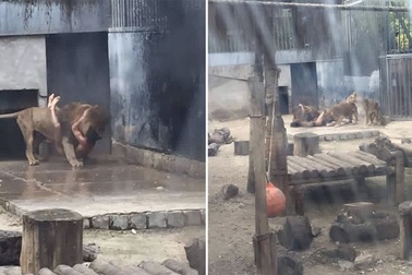 Khoả thân "đột nhập" vào chuồng thú dữ để tự tử