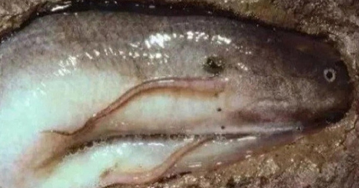 Loài cá duy nhất ngủ 5 năm không cần nước, không ăn vẫn sống khỏe